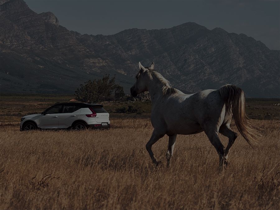 Volvo XC40 With A Horse